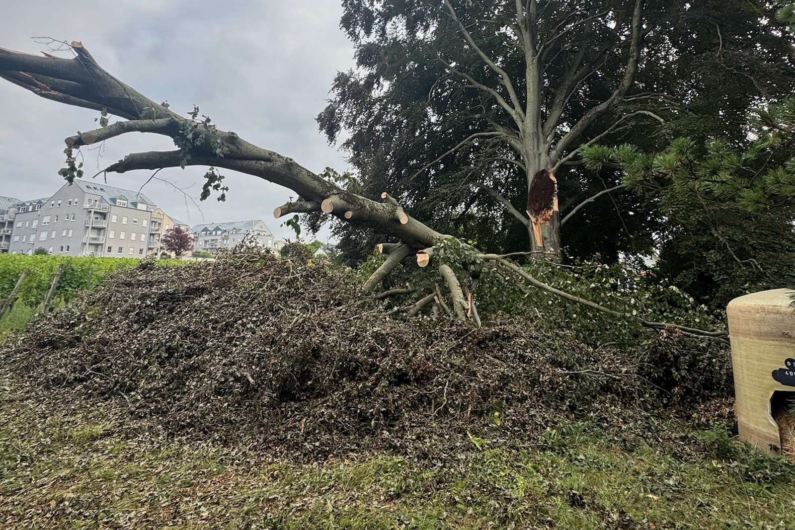 Gesicherter Baumbruch nach einem Sturmschaden im Einsatzgebiet von TriWork